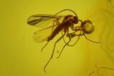 Five Fossil Flies (Diptera) In Baltic Amber #173648-1